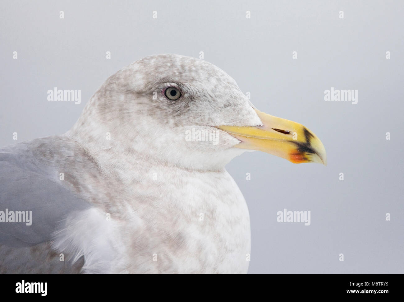 Beringmeeuw close-up; Glaucous-winged Gull portrait Stockfoto