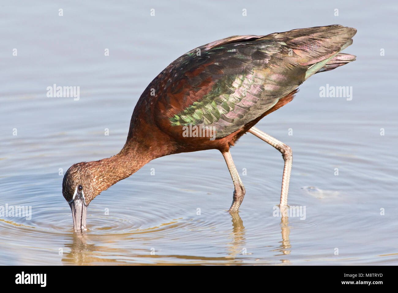 Foeragerende Zwarte Ibis; Nahrungssuche Glossy Ibis Stockfoto