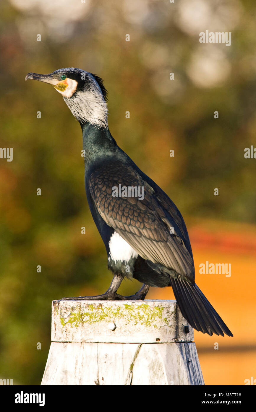 Aalscholver zittend op Paal; Kormoran auf einer Stange gehockt Stockfoto