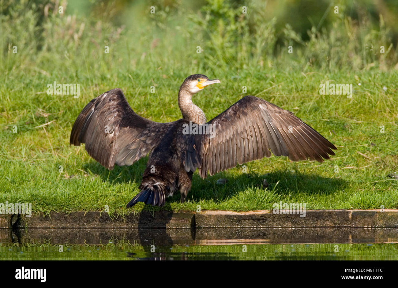 Onvolwassen Aalscholver droogt vleugels; unreif Kormoran trocknet Flügel Stockfoto