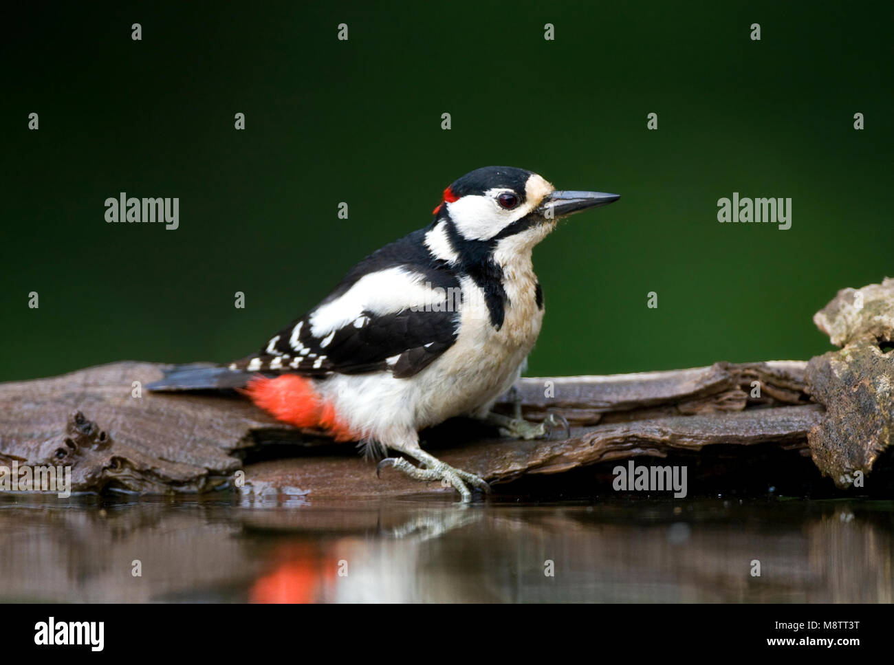 Grote Bonte Specht zittend bij het water; Buntspecht in der Nähe von Wasser gehockt Stockfoto