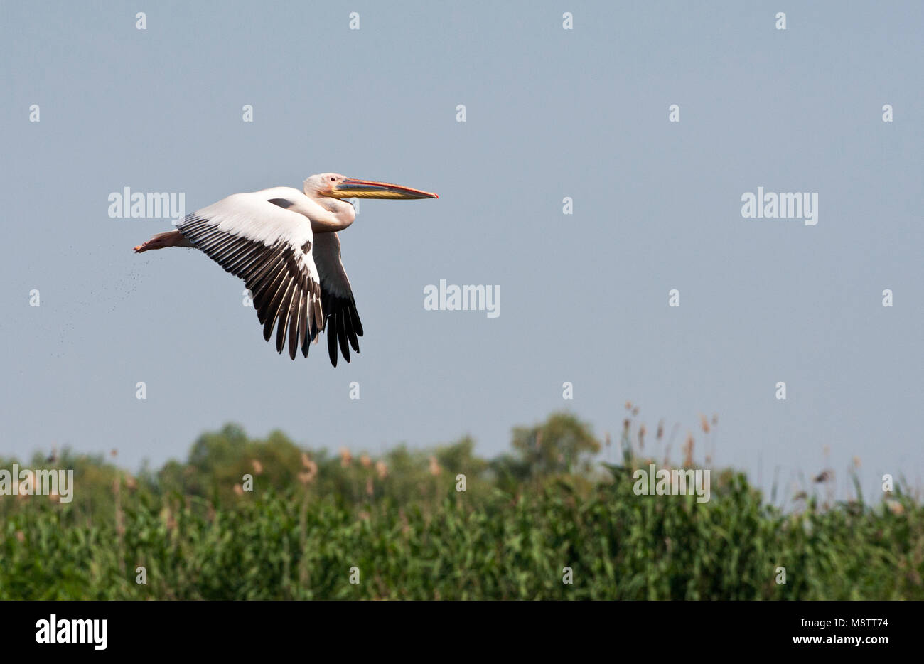 Roze Pelikaan, Große weiße Pelikan, Pelecanus onocrotalus Stockfoto