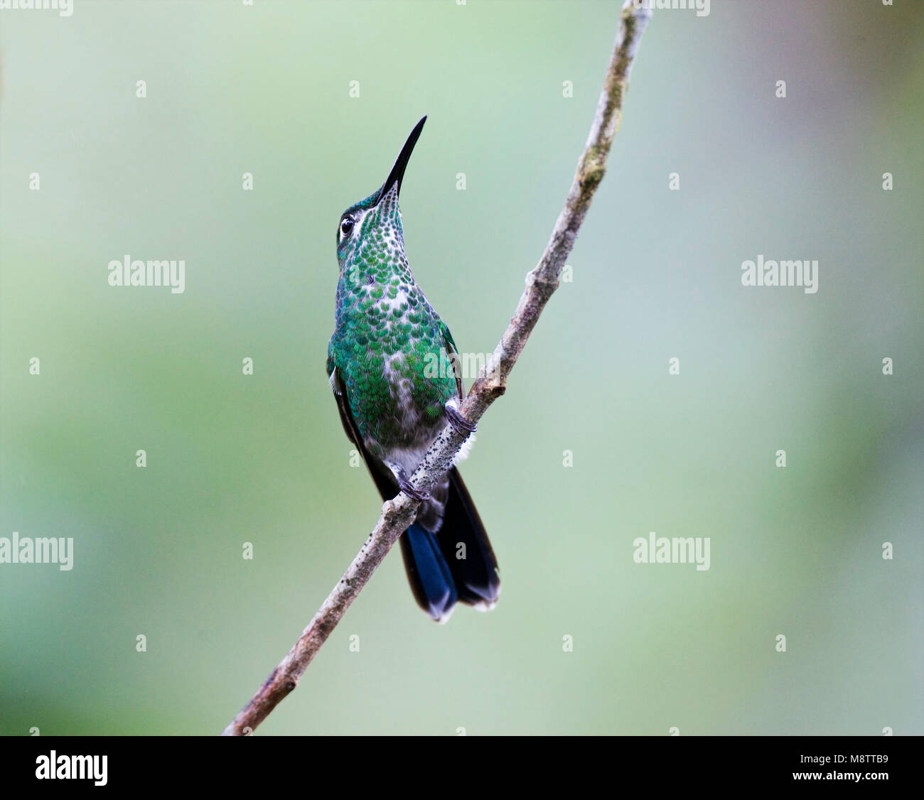 In Groenkruinbrilliantkolibrie zit; Grün - gekrönte Brillante gehockt Stockfoto