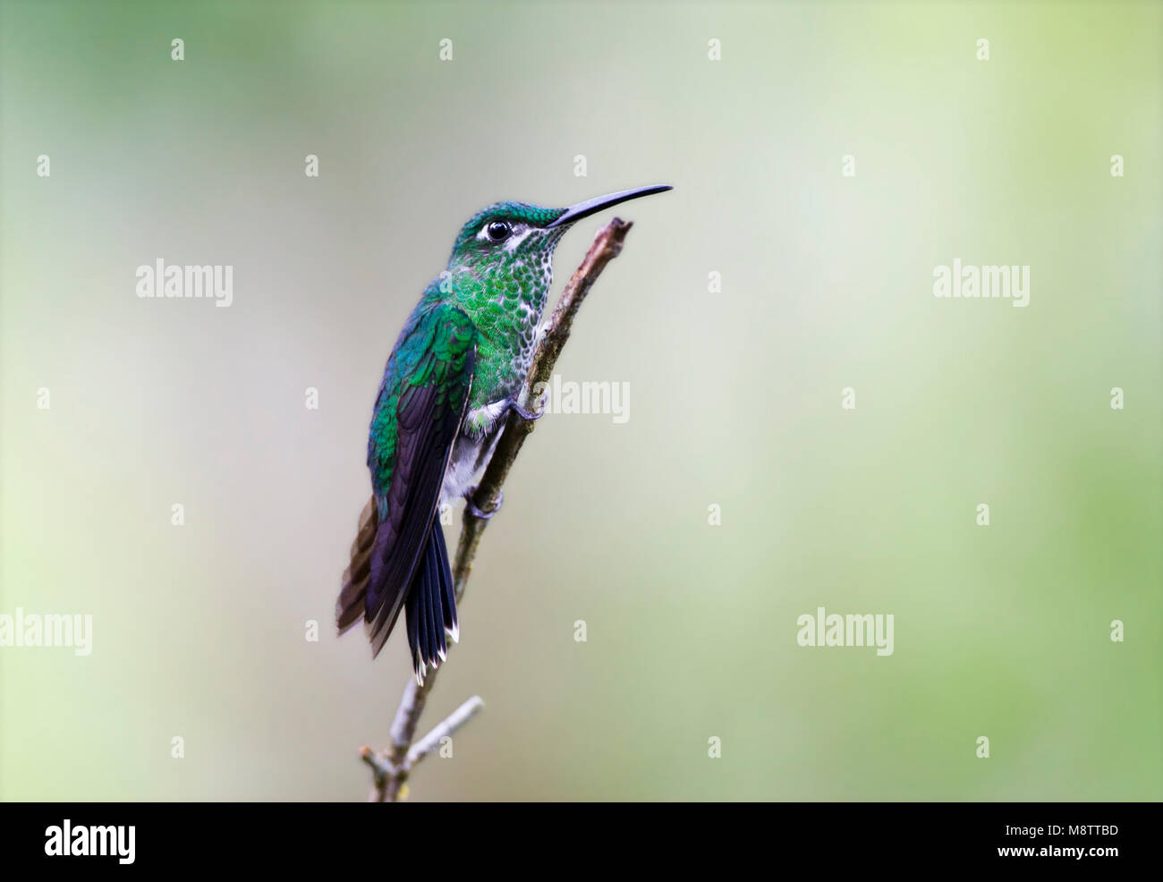 In Groenkruinbrilliantkolibrie zit; Grün - gekrönte Brillante gehockt Stockfoto