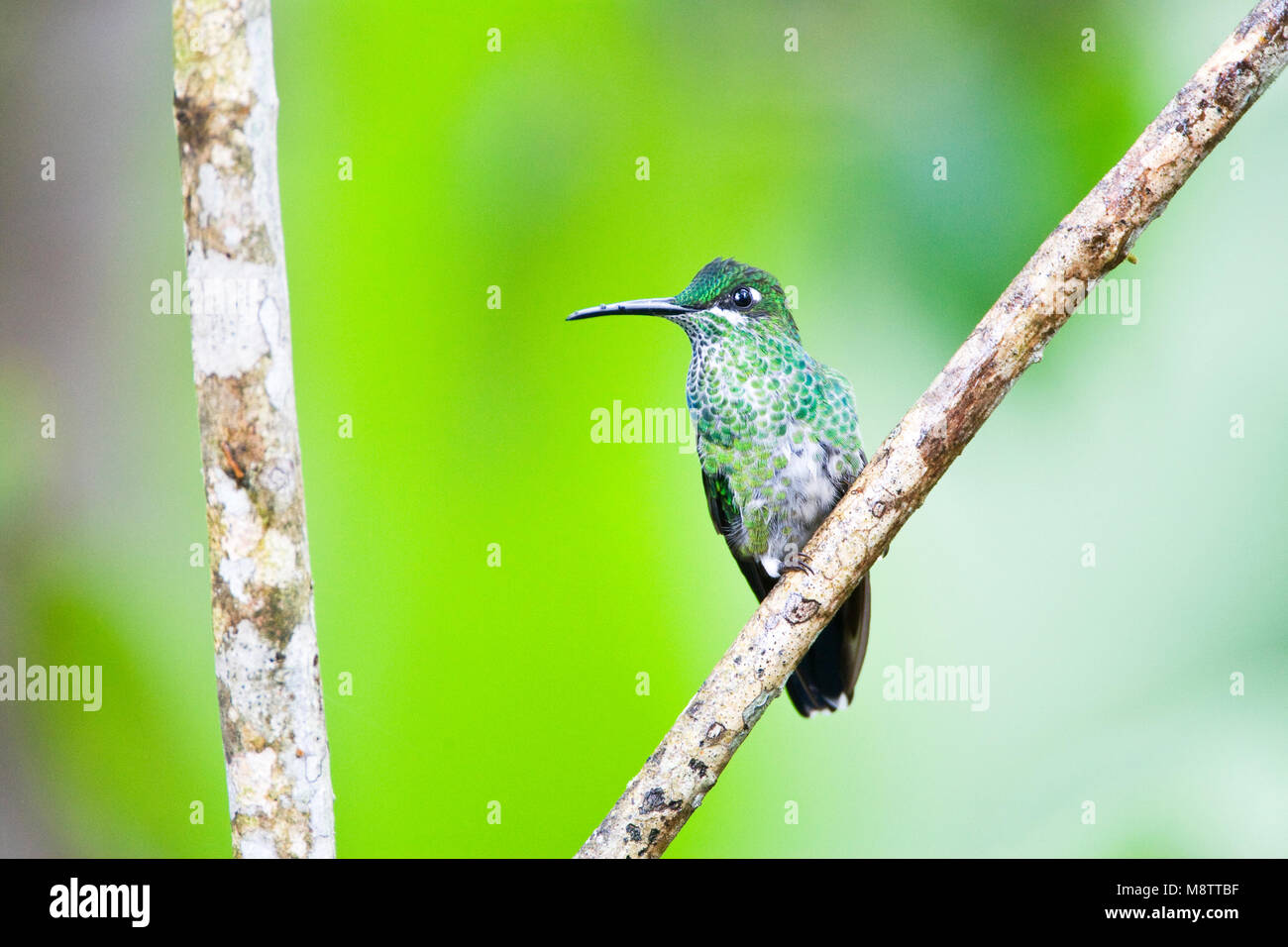 In Groenkruinbrilliantkolibrie zit; Grün - gekrönte Brillante gehockt Stockfoto