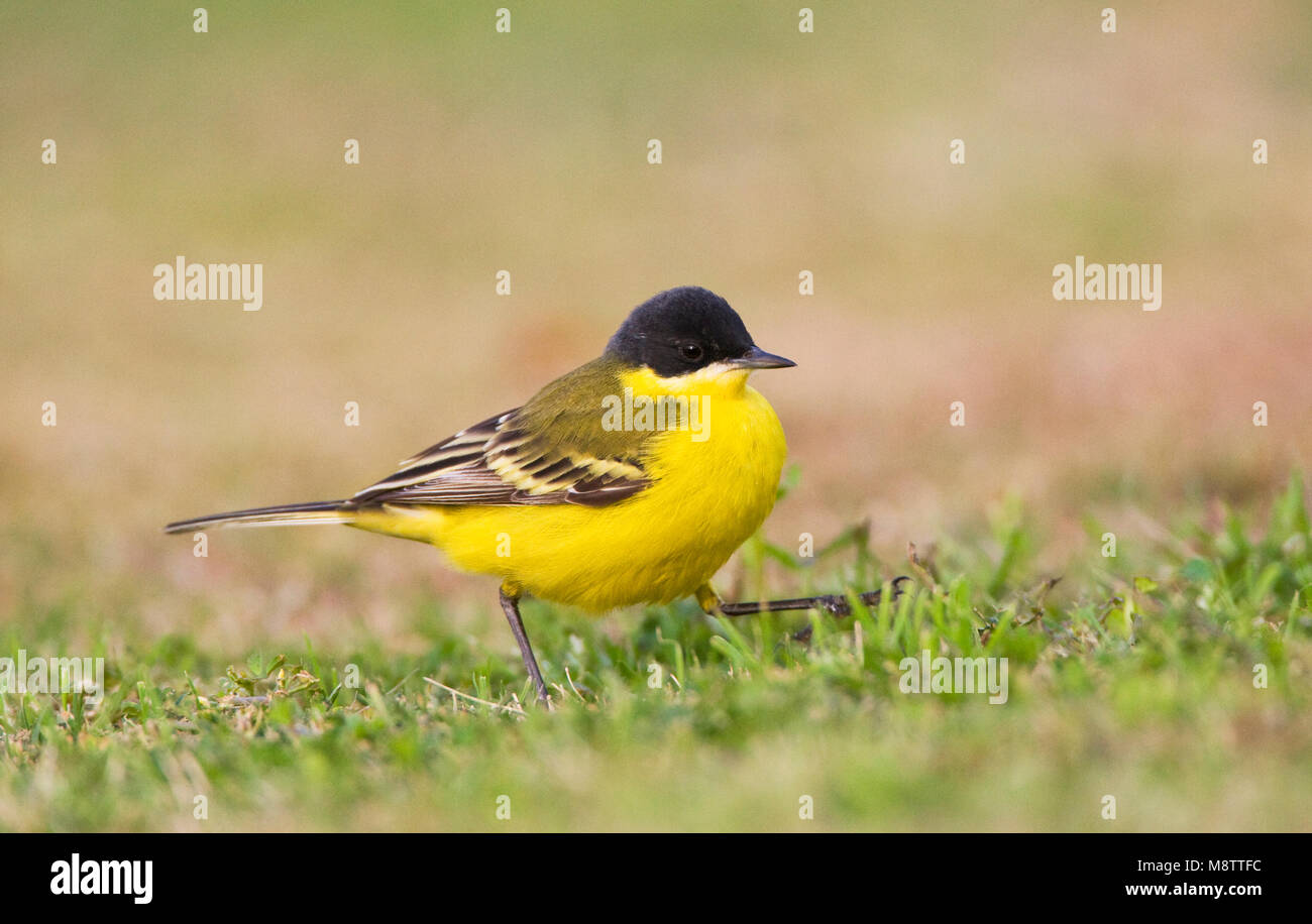 Vögele noordse Kwikstaart; Graue Bachstelze, Motacilla thunbergi Stockfoto