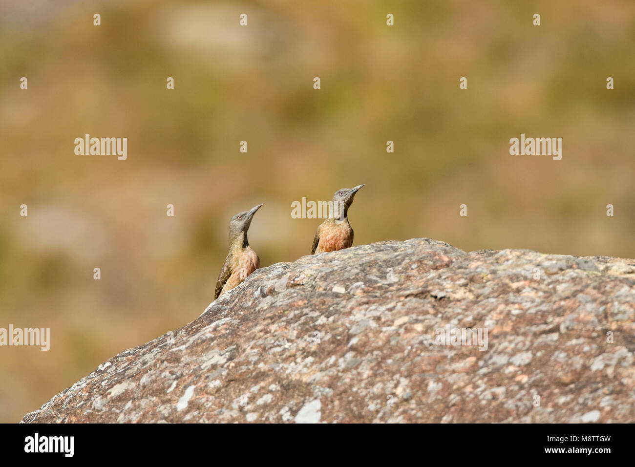 Kaapse Grondspecht, Specht, Geocolaptes olivaceus Stockfoto