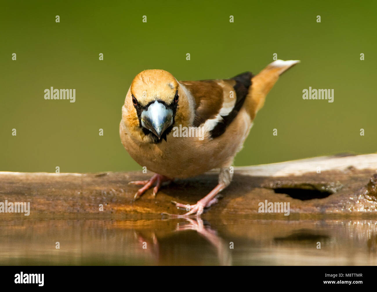 Appelvink, Hawfinch Coccothraustes coccothraustes, Stockfoto