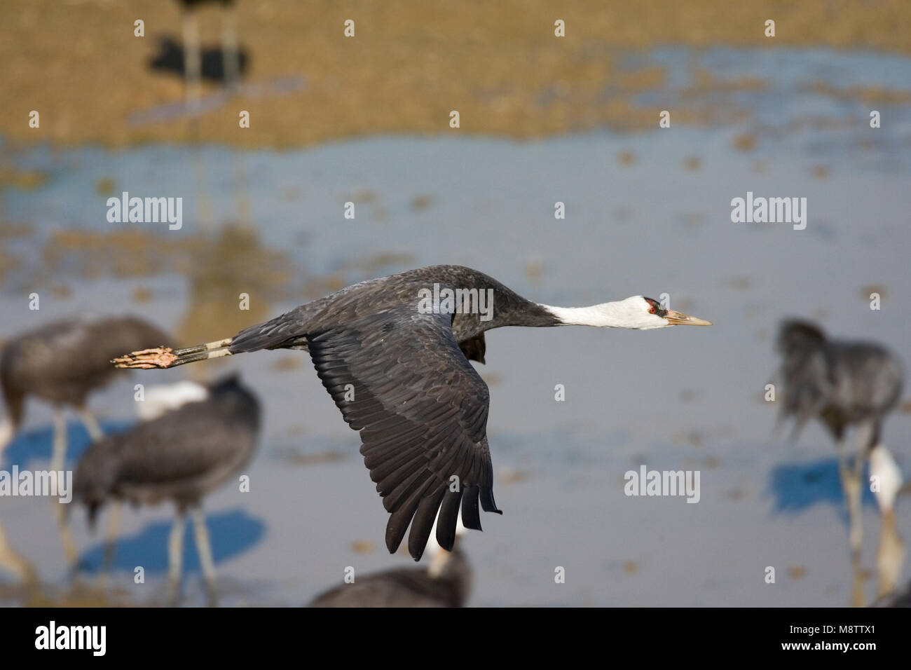 Hooded Crane fliegen; Monnikskraanvogel vliegend Stockfoto