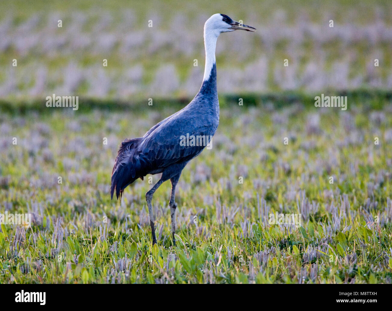 Hooded Crane stehend; Monnikskraanvogel staand Stockfoto