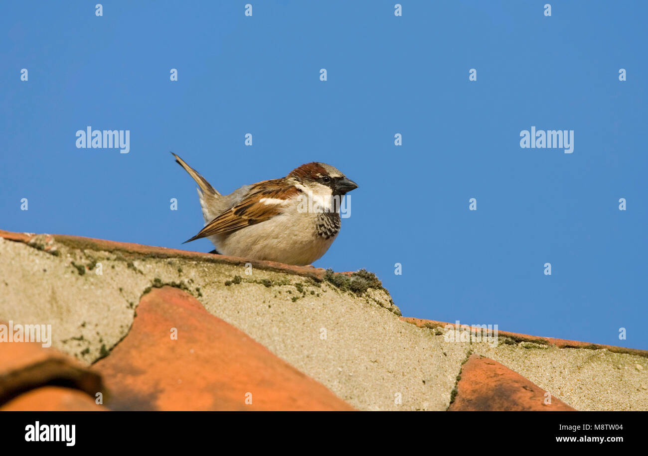 Huismus, House Sparrow, Passer domesticus Stockfoto