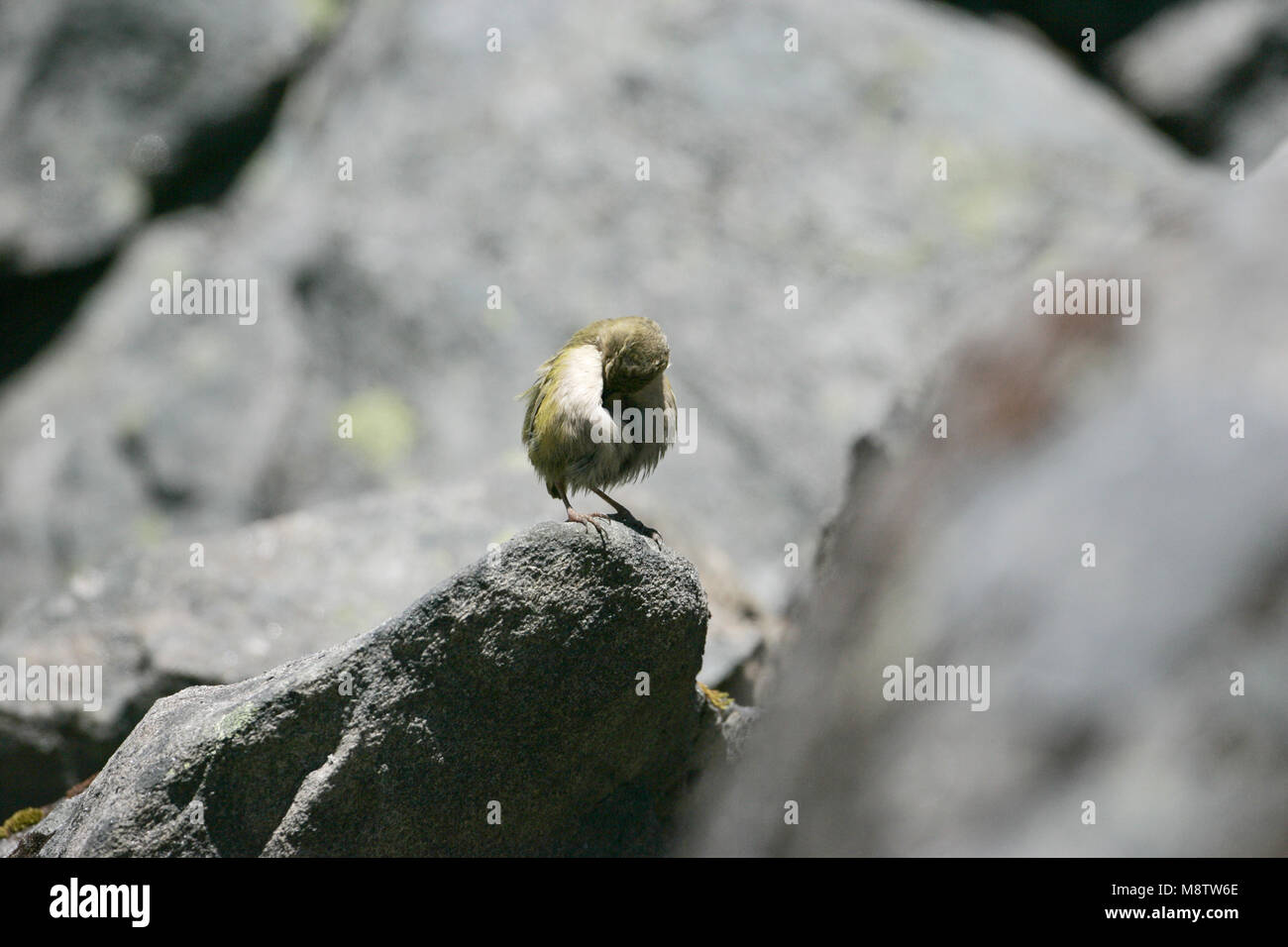 South Island wren Xenicus gilviventris Oberen Hollyford Valley South Island, Neuseeland Stockfoto