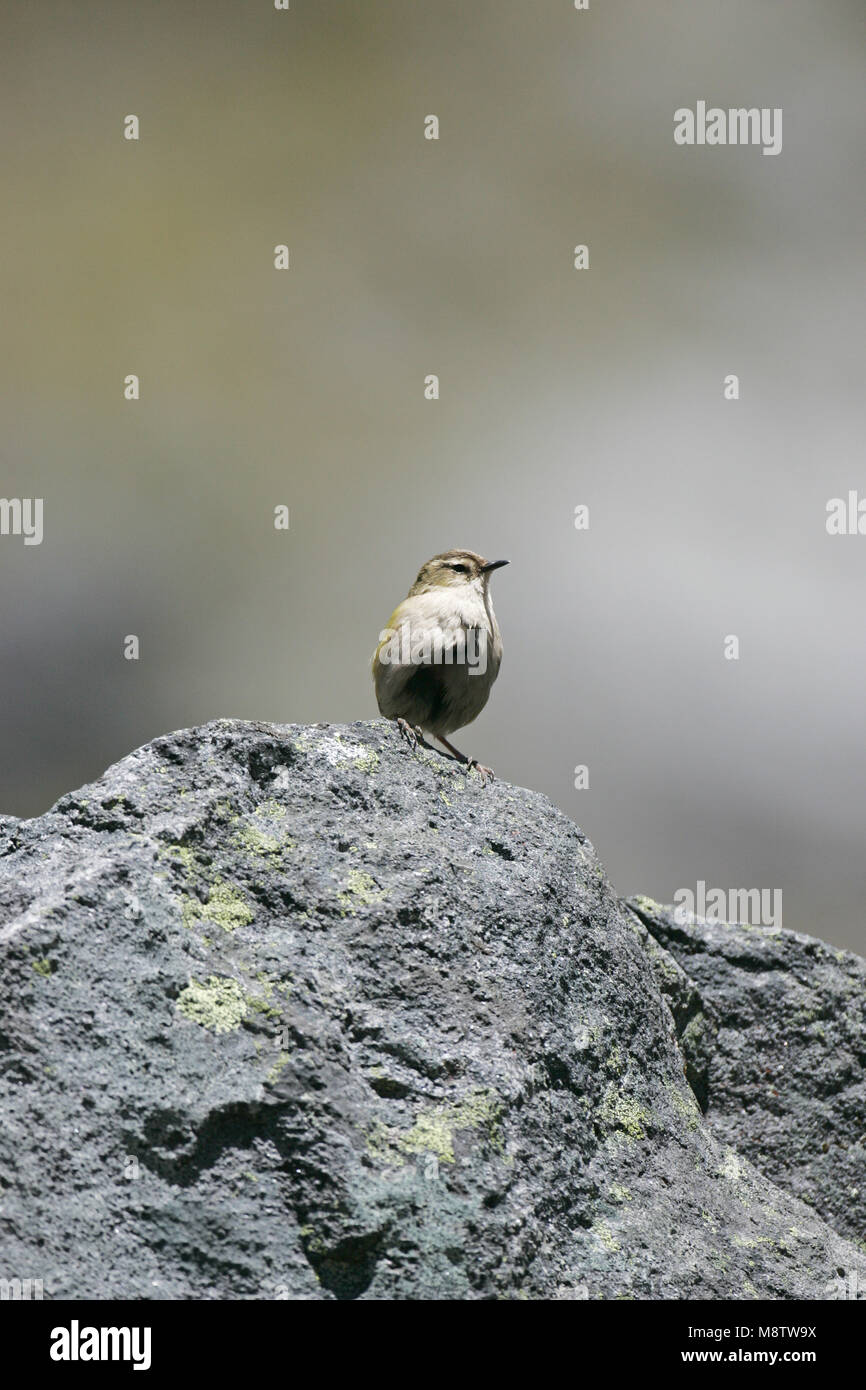 South Island wren Xenicus gilviventris Oberen Hollyford Valley South Island, Neuseeland Stockfoto