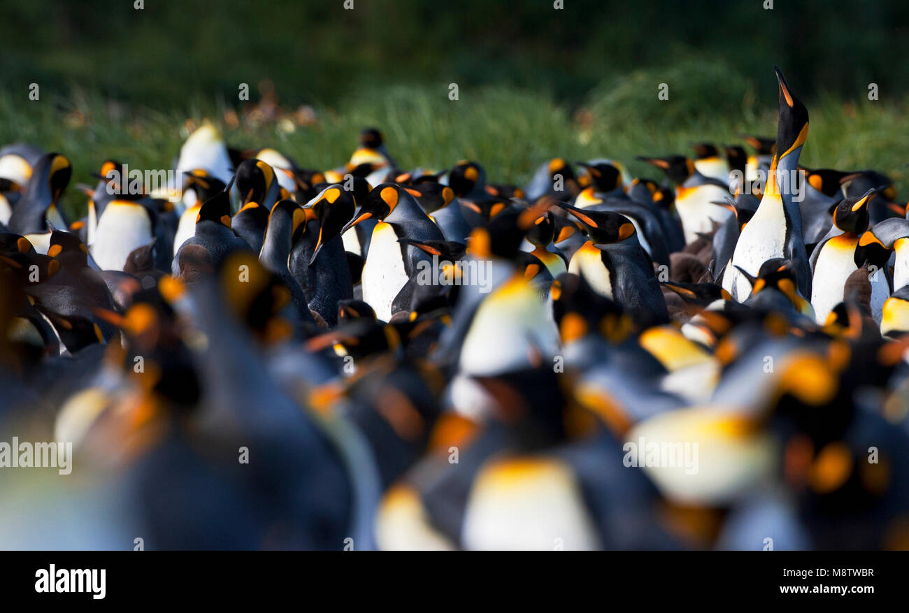 Koningspinguïn Salisbury Plain Zuid Georgia; Königspinguin Salisbury Plain Südgeorgien Stockfoto