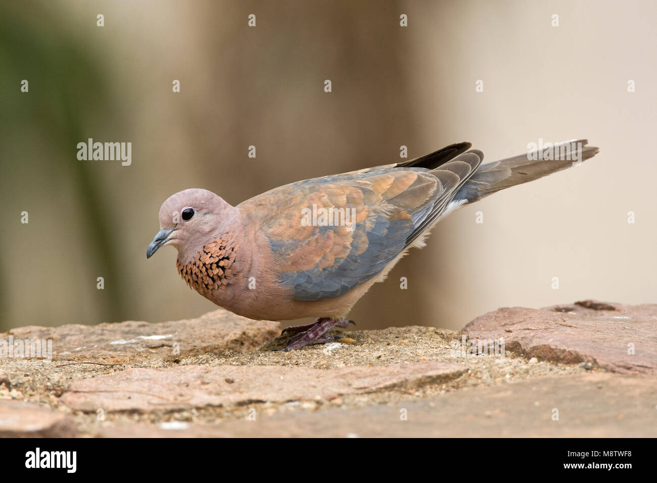 Palmtortel, Lachen Taube, Streptopelia senegalensis Stockfoto