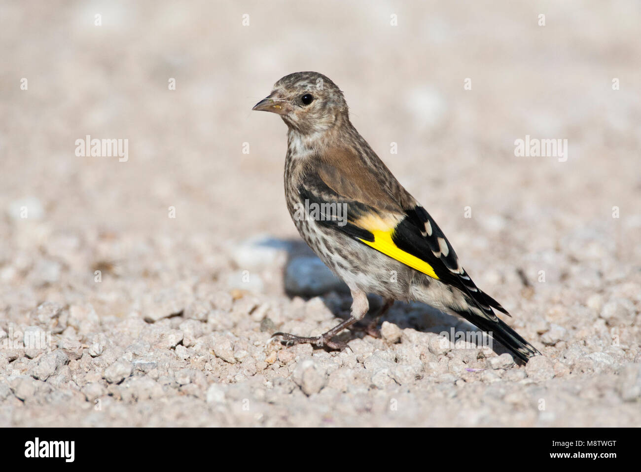 Onvolwassen Putter; unreif Europäischen Goldfinch Stockfoto