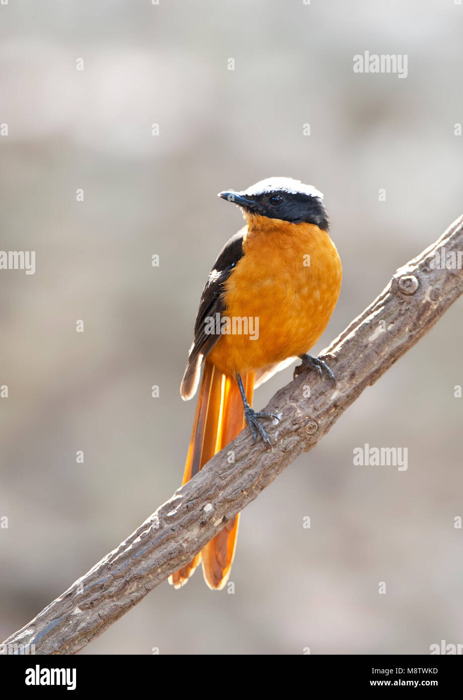 Schubkaplawaaimaker, Weiß - gekrönt, Cossypha albicapillus Robin-Chat Stockfoto