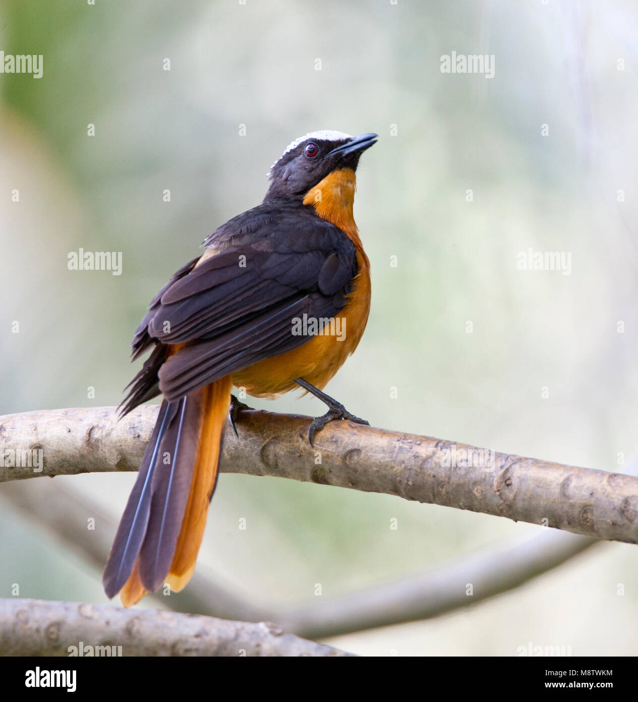 Zingende Schubkaplawaaimaker in Bijilo Forest, Gambia; Weiß-gekrönten Robin-Chat singen in Bijilo Nationalpark, Gambia Stockfoto