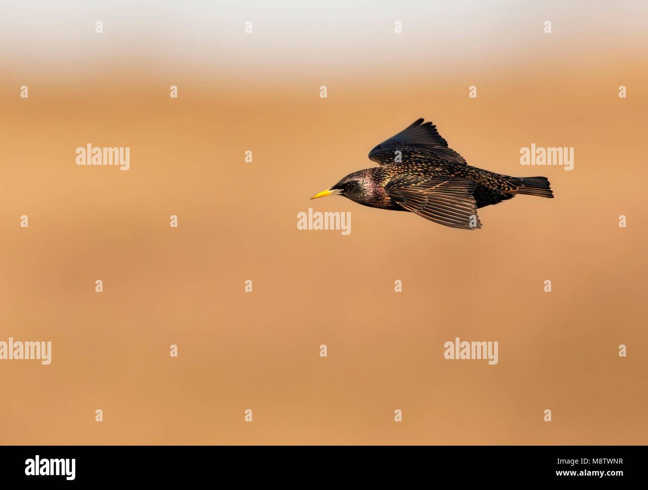 Spreeuw, Common Starling, Sturnus vulgaris Stockfoto