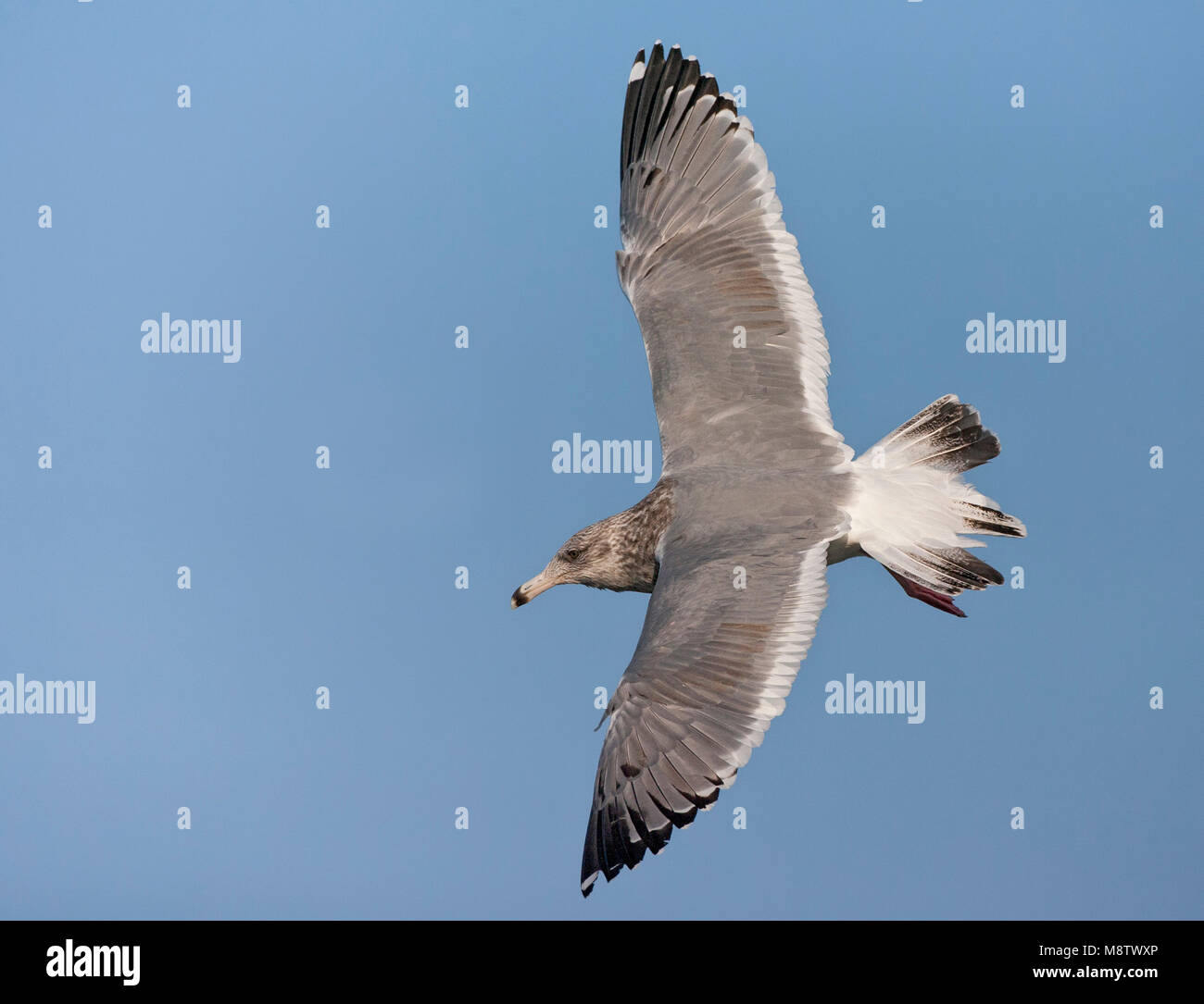 Vega Gull Überwinterung in Japan Stockfoto