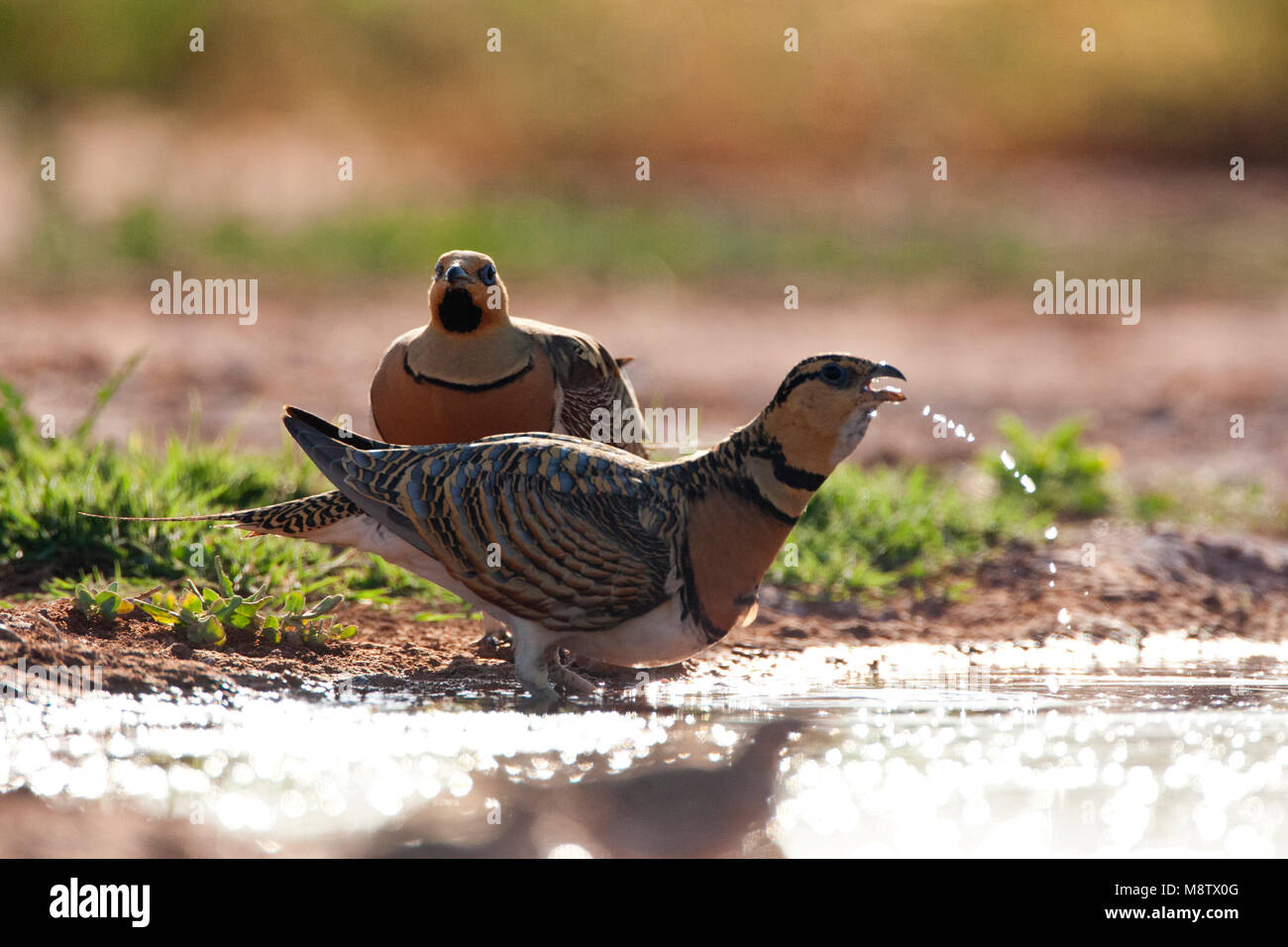 Mannetje Witbuikzandhoen bij de drinkplaats met drinkend vrouwtje Op de voorgrond; Pin-tailed Sandgrouse (Pterocles alchata) am Trinken station Stockfoto