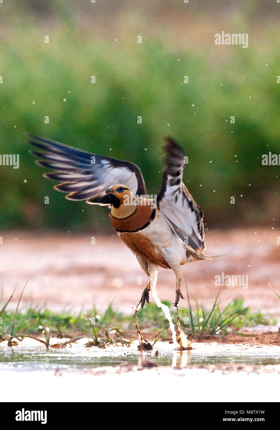 Pin-Sandgrouse in Steppen von Belchite, Spanien tailed Stockfoto