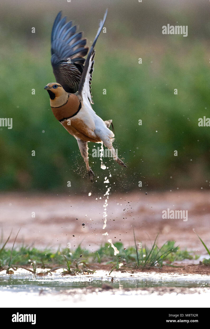 Opvliegende mann Witbuikzandhoen bij een drinkplaats; erwachsenen männlichen Pin-tailed Sandgrouse (Pterocles alchata), am Wasserloch Stockfoto