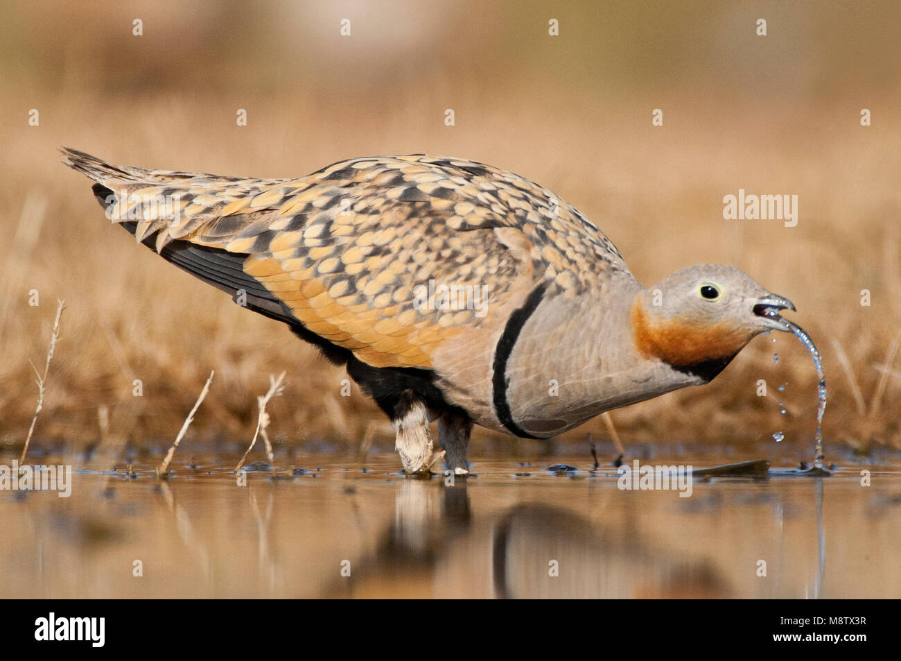 Mann Zwartbuikzandhoen drinkend Bij de drinkplaats;, männlich Black-bellied Sandgrouse (Pterocles alchata) trinken an ein Trinken pool Stockfoto