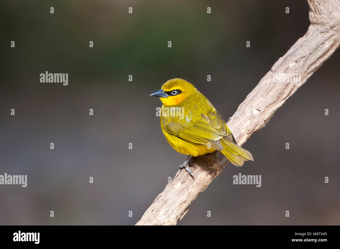 Ploceus Nigricollis Stockfotos und bilder Kaufen Alamy