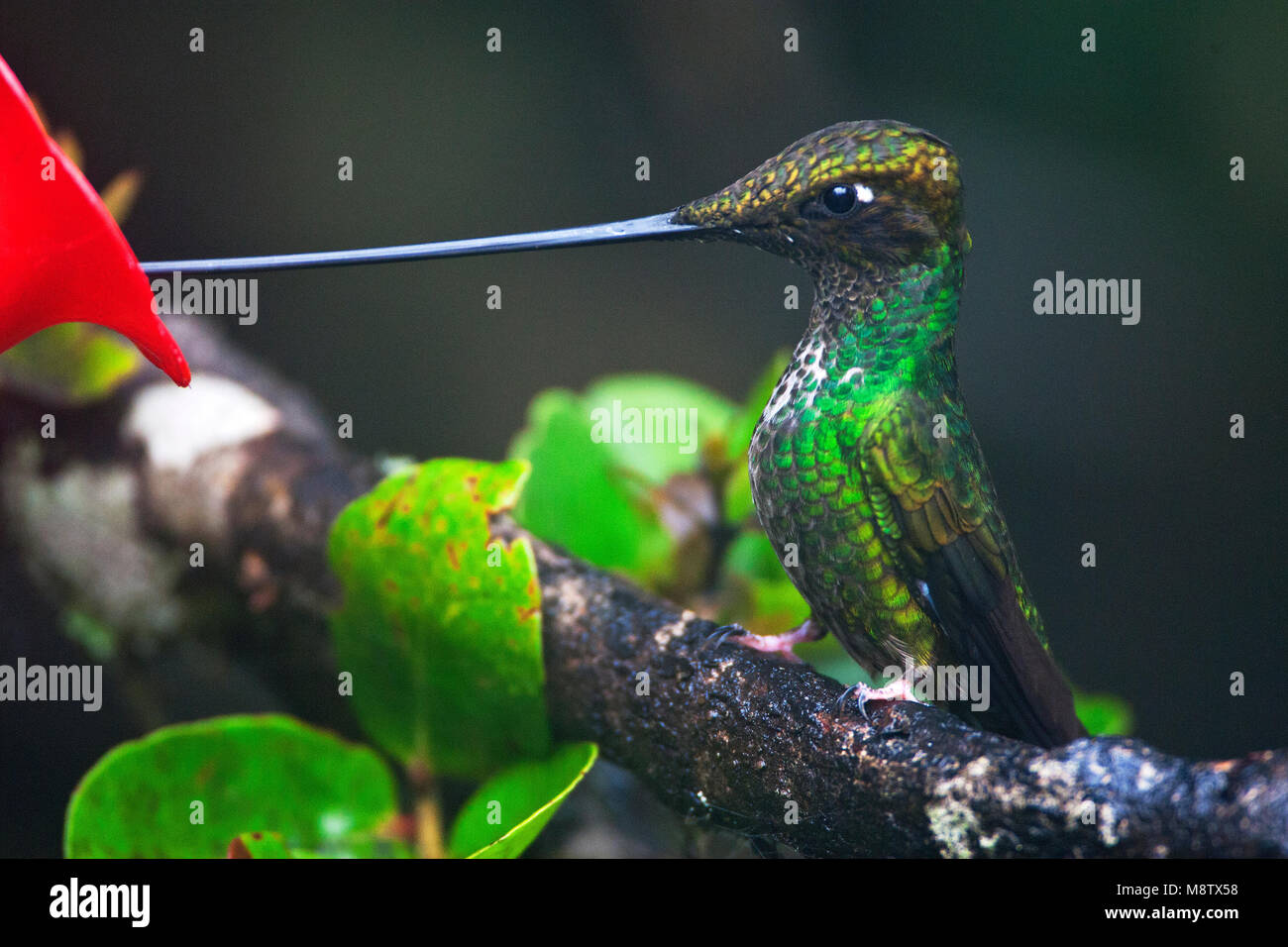 Zwaardkolibrie drinkend uit feeder;, Schwert-billed Hummingbird trinken aus Nektar Beschickungsstation Stockfoto