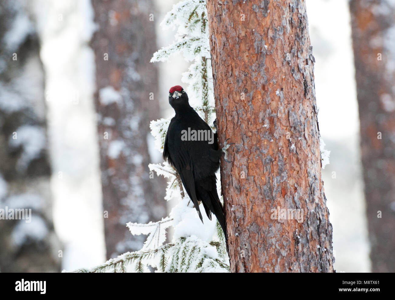 Zwarte Specht tegen een Boom in besneeuwd Taiga bos; Schwarzspecht thront gegen einen Baum in einer verschneiten Taiga forest Stockfoto