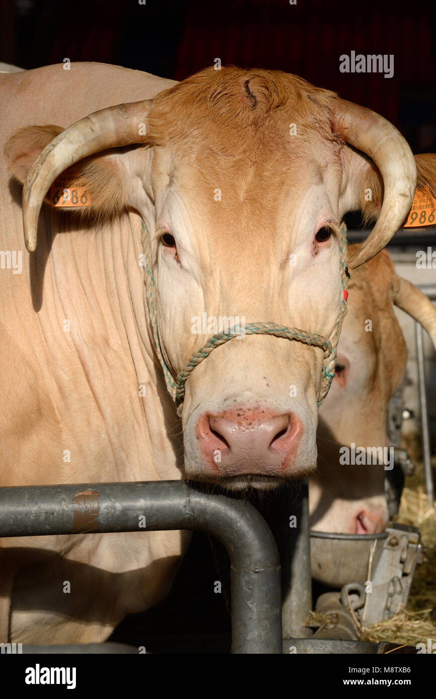 Portrait von Blonde d'Aquitaine Rindfleisch Kuh oder Rinder Stockfoto