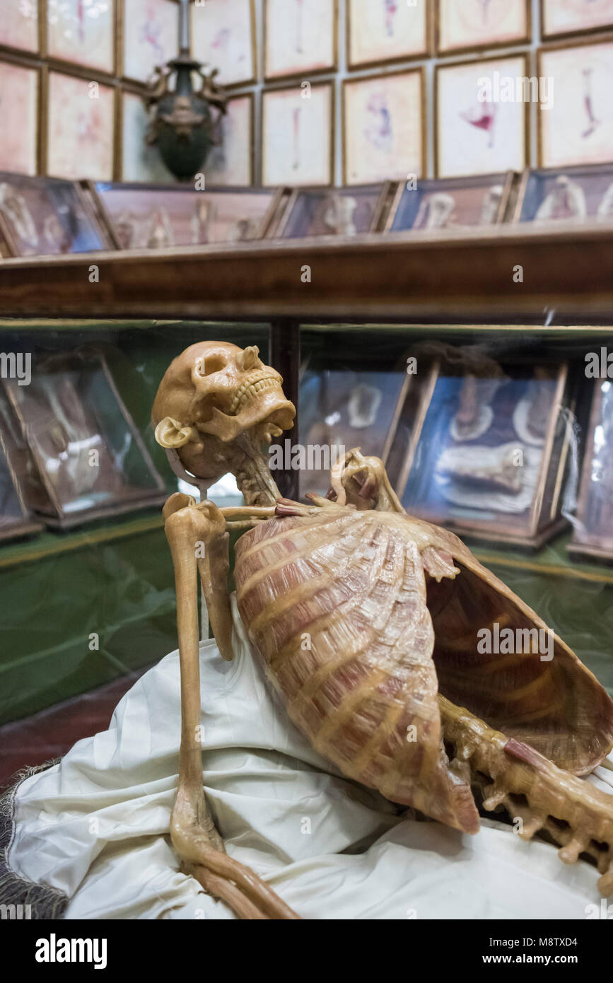 Florenz. Italien. Sammlung von 18. Jahrhundert anatomische Wachsmodelle bei La Specola, Museum für Zoologie und Naturgeschichte. Stockfoto