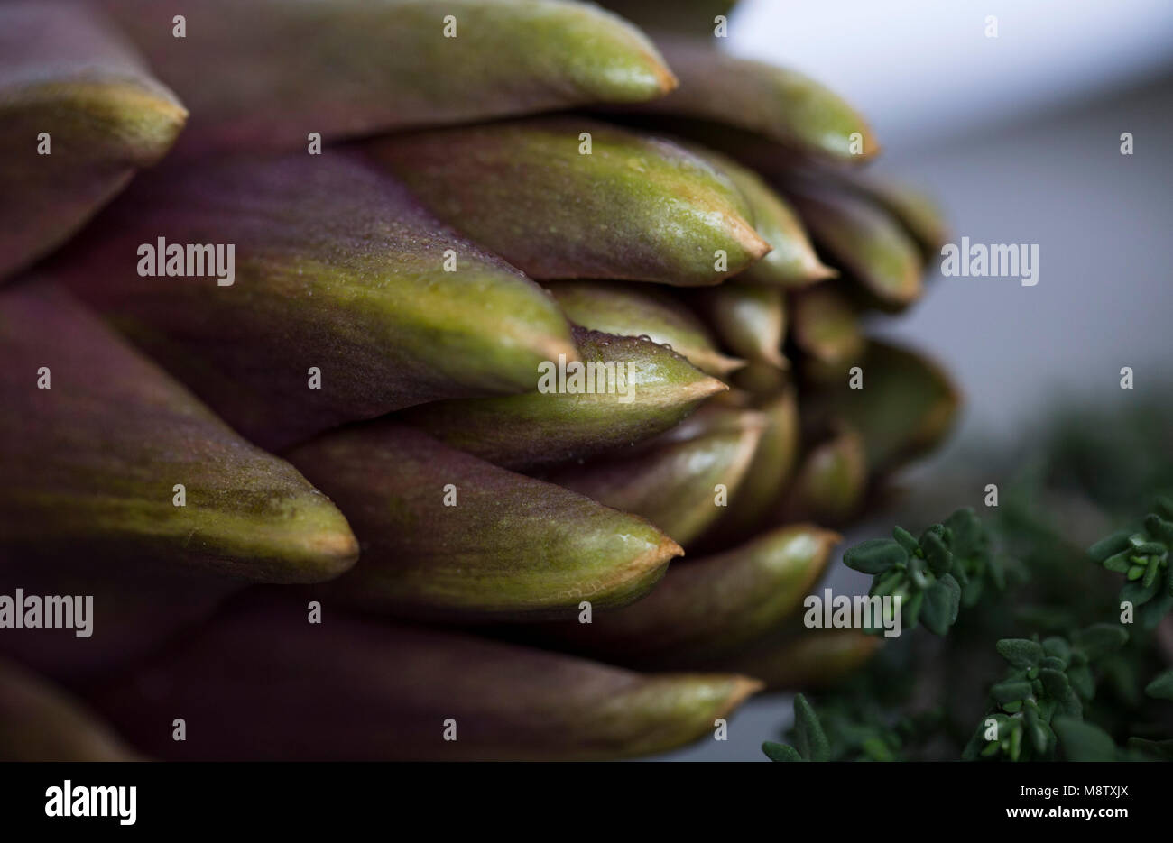 Tema Artischocke close-up Stockfoto