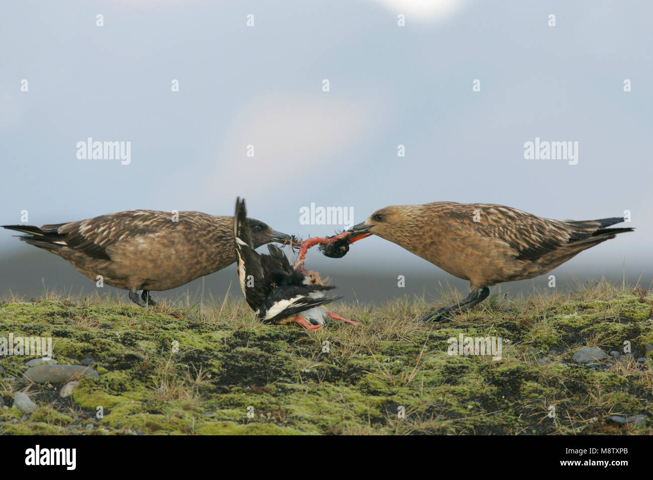 Grote Jager; Great Skua; Eulen skua; Vogel; Vogel; Europa; Europa; Arktis; arctisch; Tundra; Toendra; Seevogel; zeevogel; roofmeeuw; skua; Jaeger Stockfoto