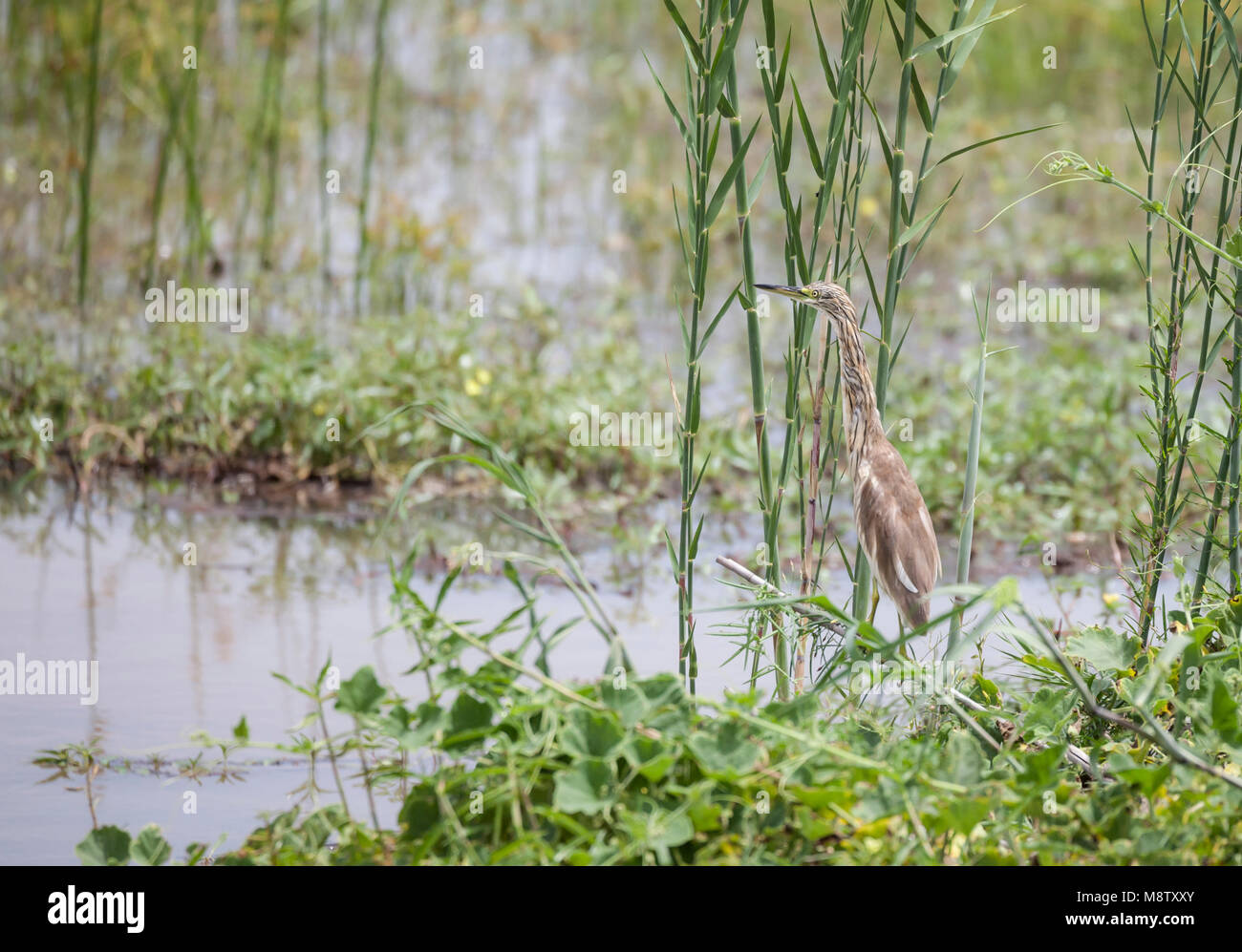 Squacco Heron juivenile, Ardeola ralloides, im Krüger NP, Südafrika Stockfoto