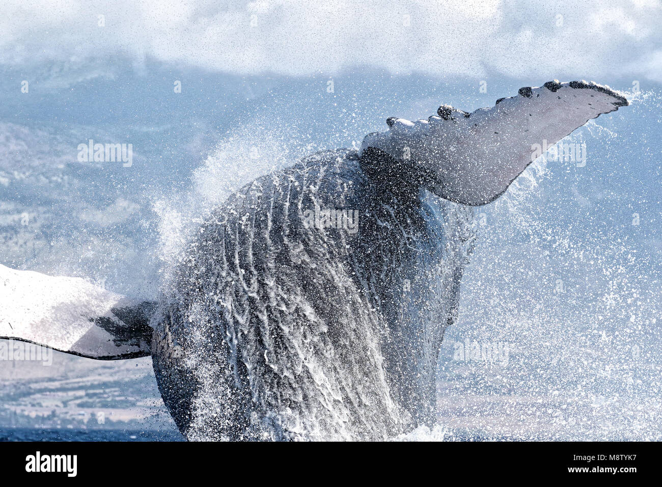 Explosiver Bruch eines Buckelwals in Lahaina auf Maui. Stockfoto