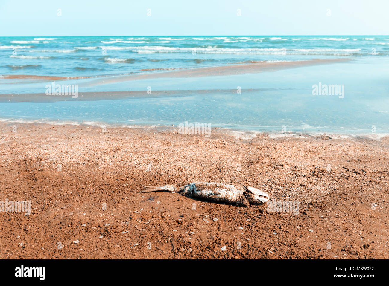 Tote Fische auf dem Ufer Stockfoto