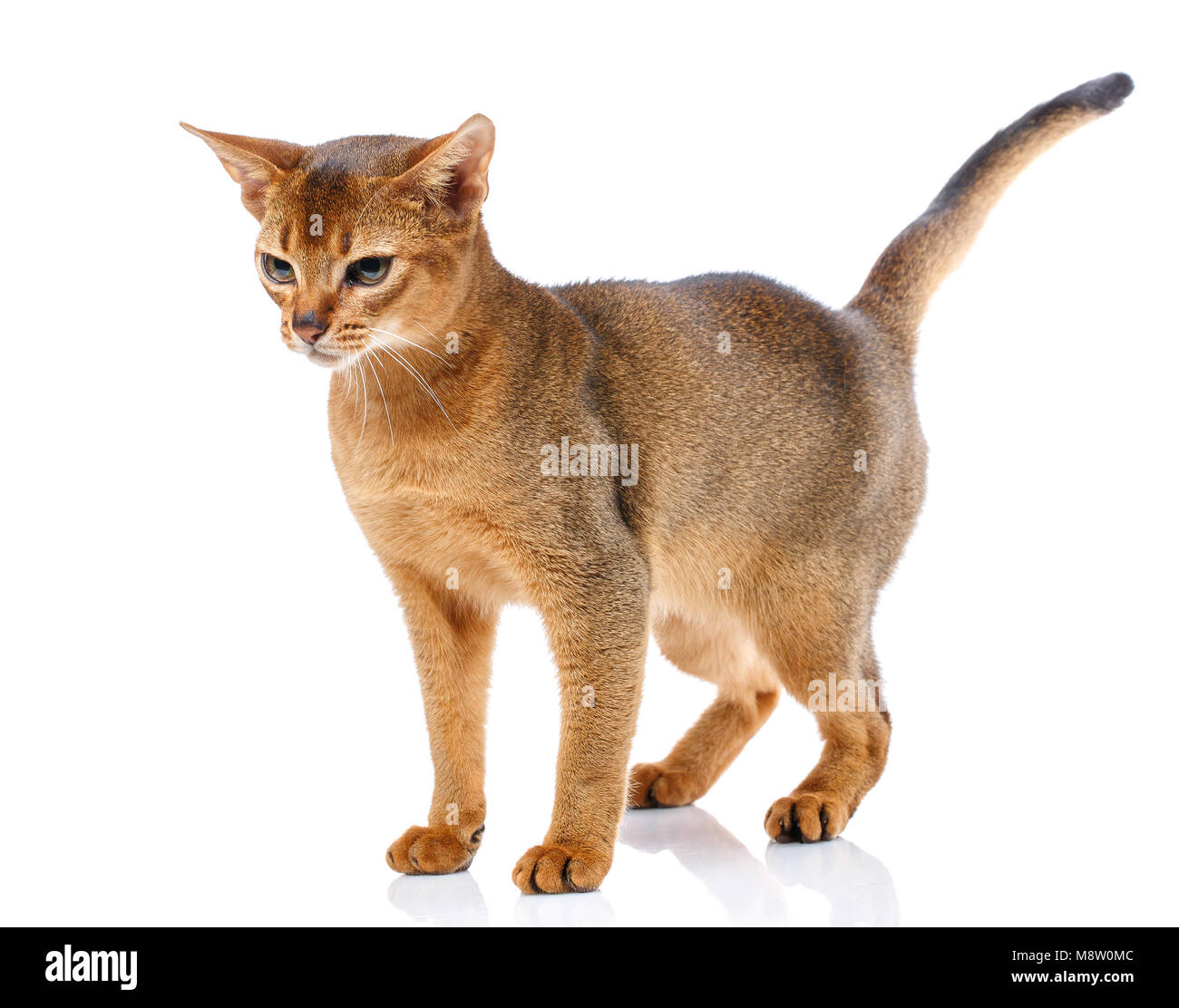 Rothaarige Katze abyssyn stehen und neben der Suche Front auf weißem Hintergrund Stockfoto