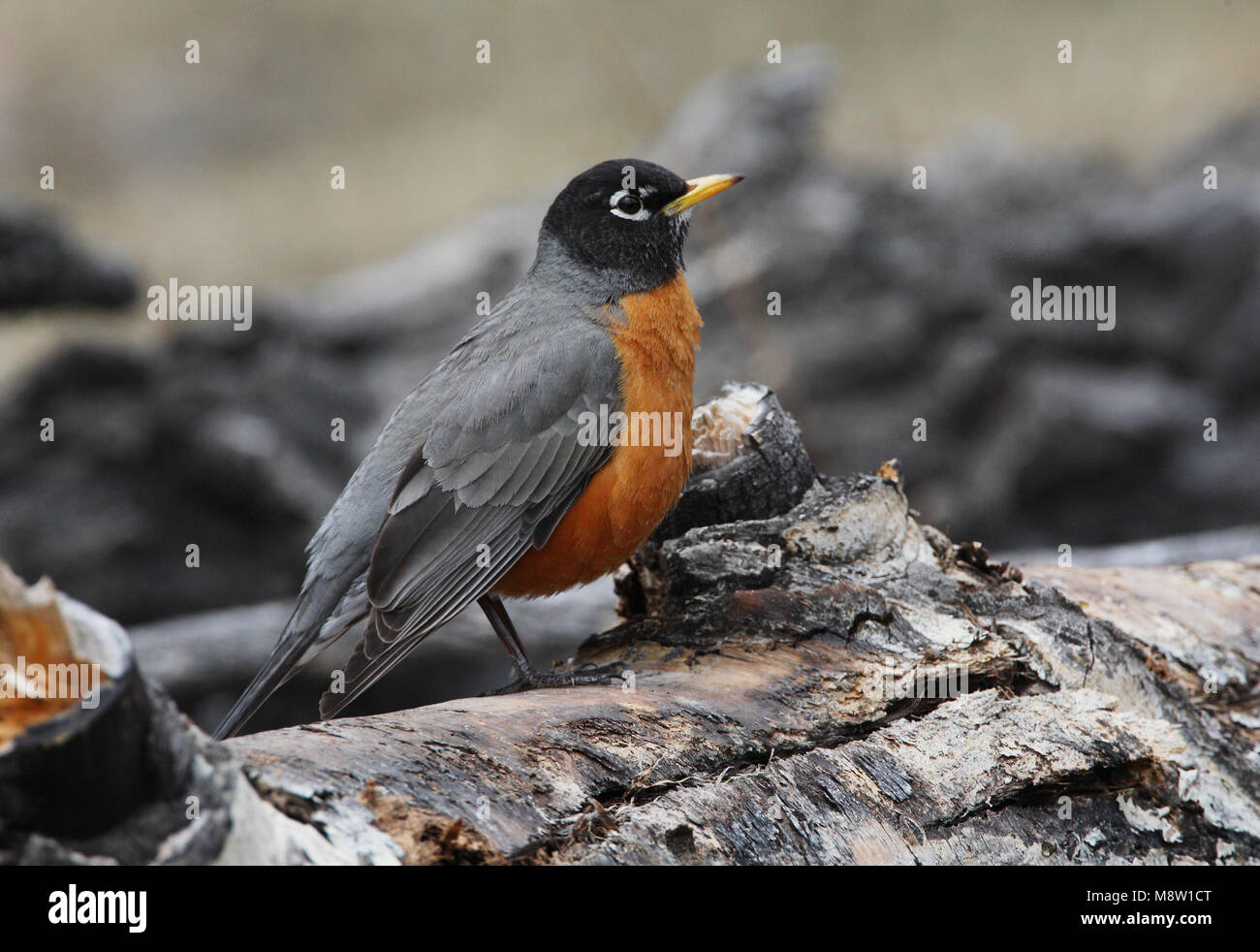 Roodborstlijster, Amerikanische Robin, Turdus migratorius Stockfoto
