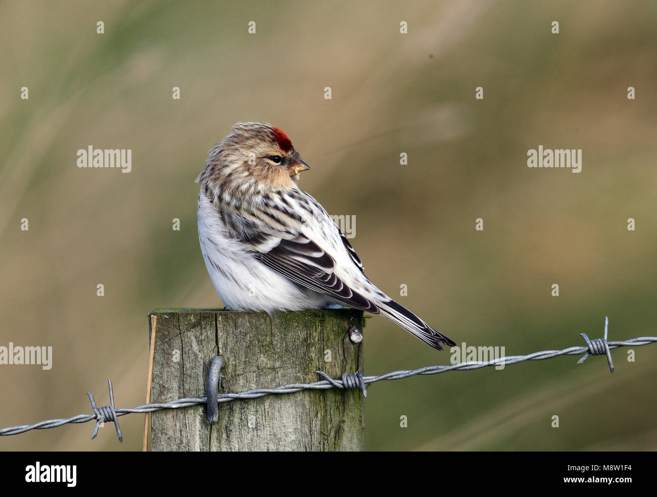 Grönland Grönland Arktis Witstuitbarmsijs Redpoll, Carduelis hornemanni Hornemanni Stockfoto