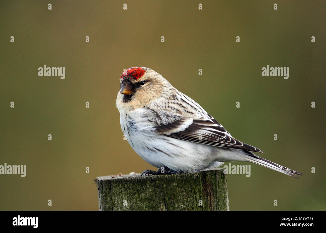 Grönland Grönland Arktis Witstuitbarmsijs Redpoll, Carduelis hornemanni Hornemanni Stockfoto