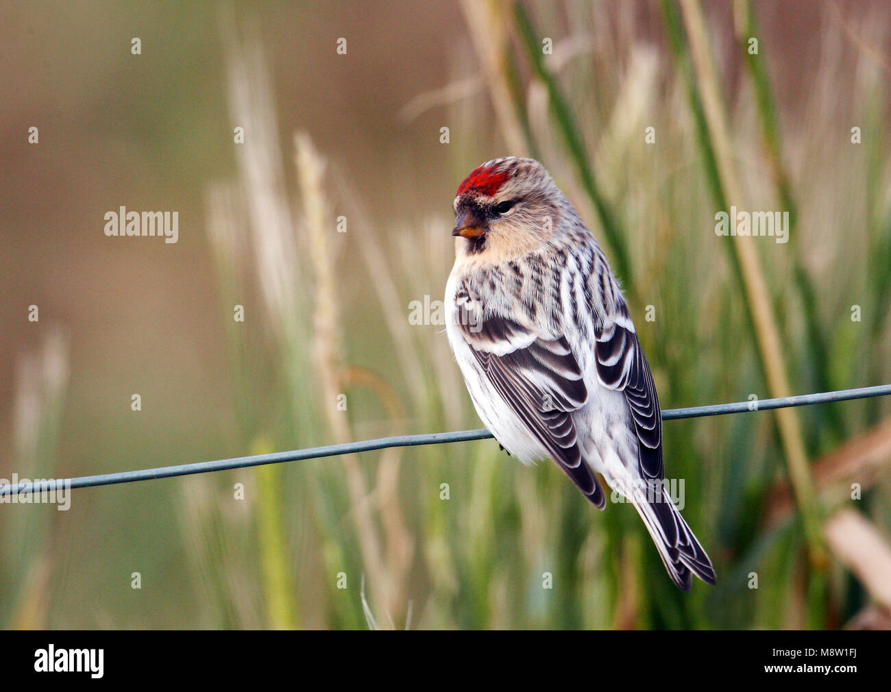 Grönland Grönland Arktis Witstuitbarmsijs Redpoll, Carduelis hornemanni Hornemanni Stockfoto