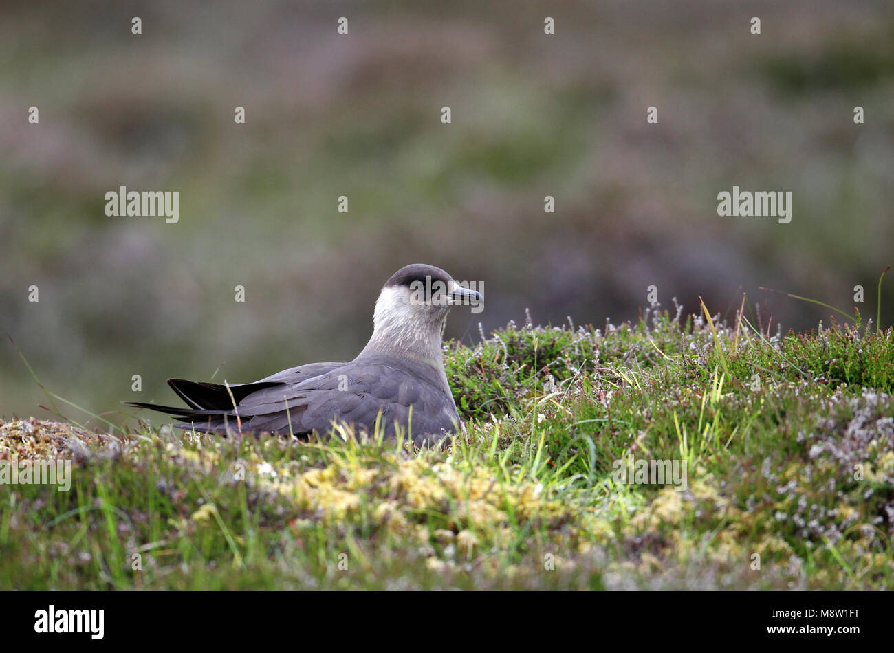 Kleine Jager, parasitäre Jaeger, Eulen parasiticus Stockfoto