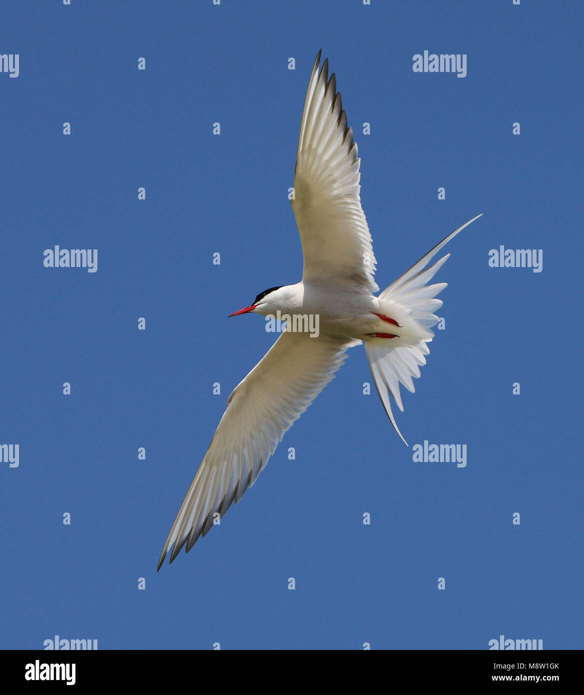 Noordse Stern, Küstenseeschwalbe, Sterna Paradisaea Stockfoto