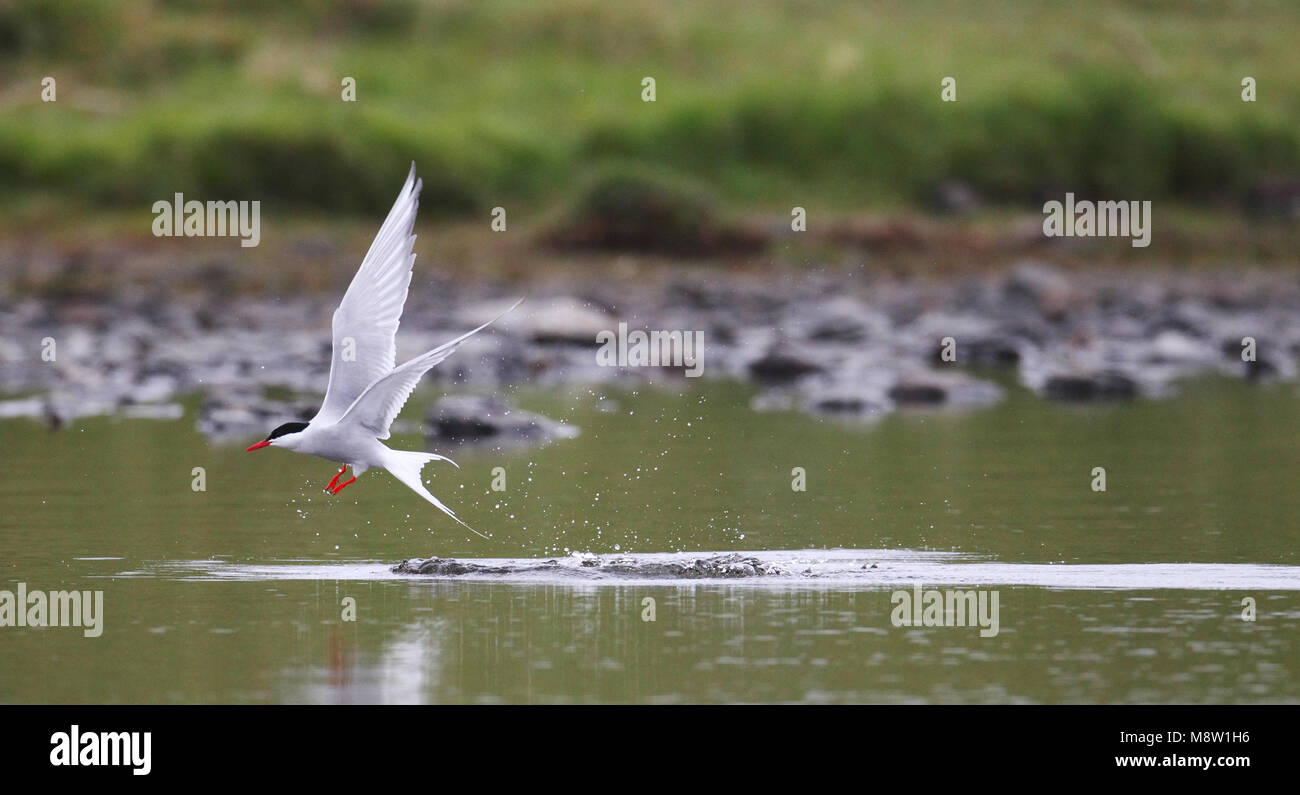 Noordse Stern, Küstenseeschwalbe, Sterna Paradisaea Stockfoto