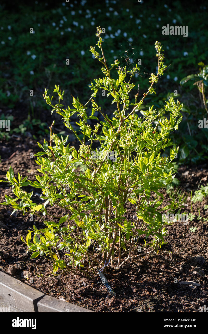 'Blue Erntegut', Amerikansk blåbär Heidelbeere (Vaccinium corymbosum) Stockfoto