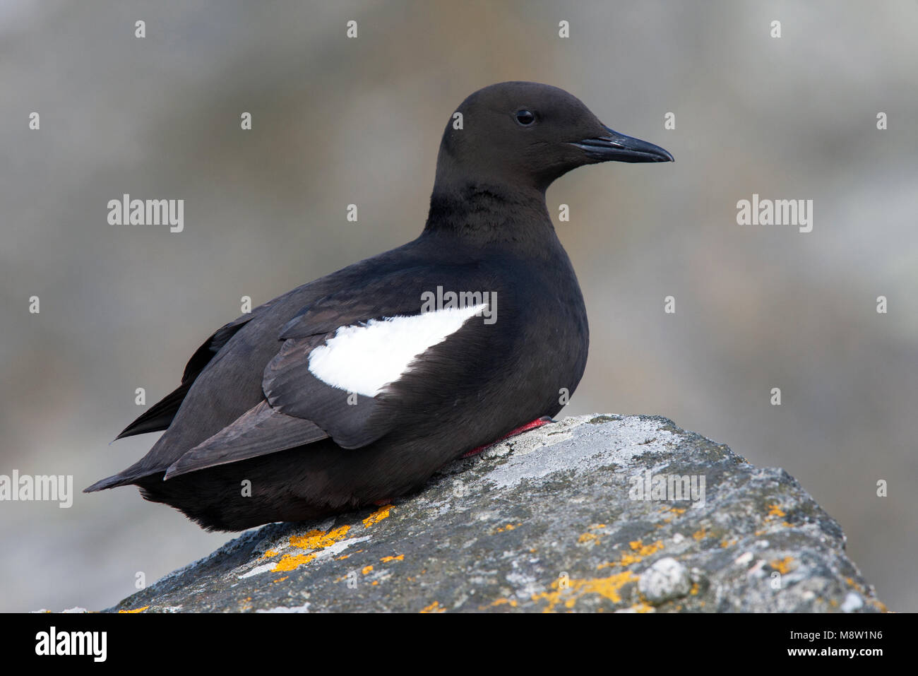 Zwarte Zeekoet, Gryllteiste, Cepphus grylle arcticus Stockfoto