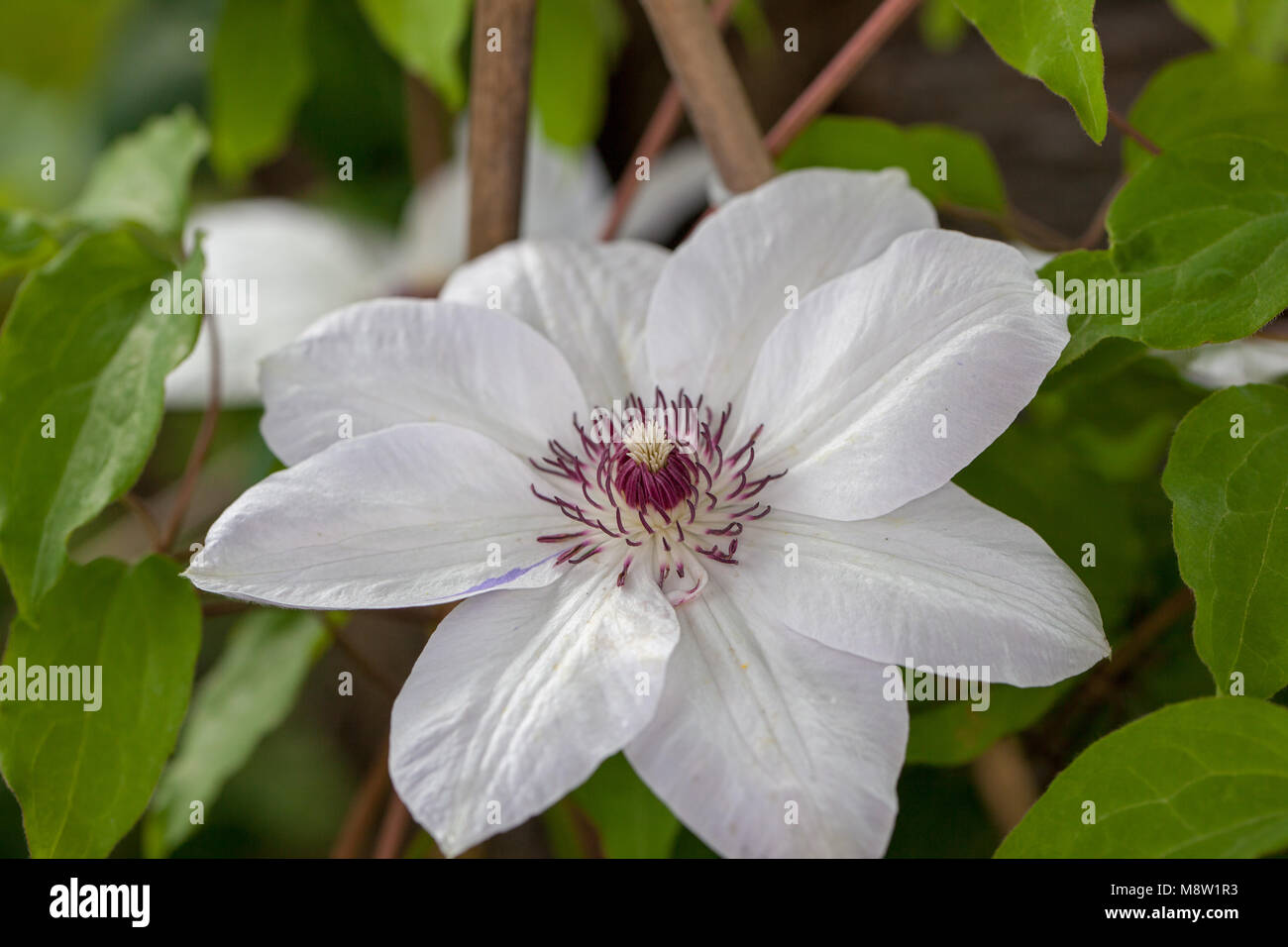 'Miss Bateman' frühe Großblütige Gruppe, Klematis (Clematis) Stockfoto