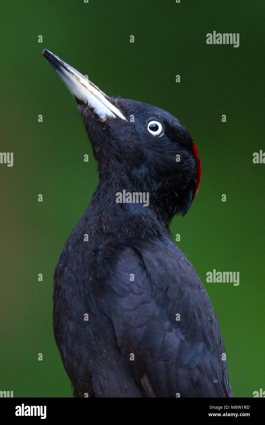 Zwarte Specht, Schwarzspecht, Dryocopus martius Stockfoto